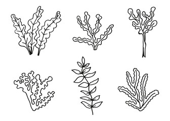 Algae set of hand drawing vector. Sketch illustration