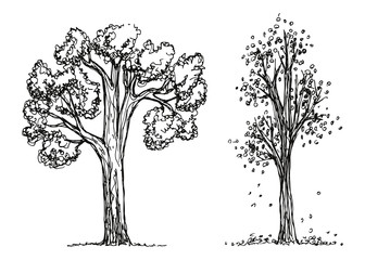 Trees autumn hand drawing vector. The foliage is falling. Sketch illustration