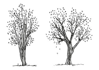 Trees autumn hand drawing vector. The foliage is falling. Sketch