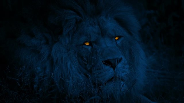 Lion Turns Around With Glowing Eyes At Night