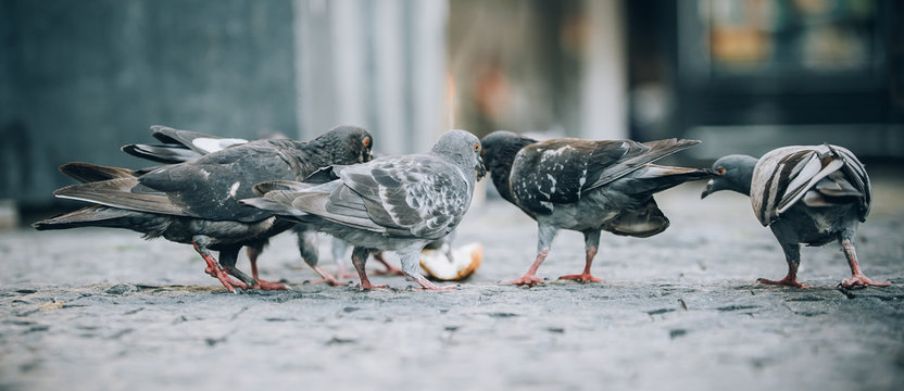 Pigeons eat on the street. Dove crowd bunch feed