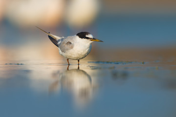 Little tern (Sternula albifrons)