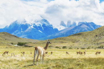 Herd of guanacos at Torres del Paine National Park, Patagonia, Chile.