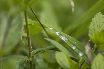 morning dew