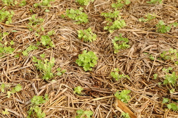 young coriander sapling growing from soil that have dry straw cover it in garden, countryside of Thailand