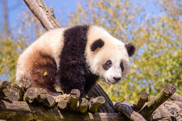 Obraz premium Panda