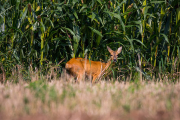 Wildlife, Rehe, Gänse, Tiere