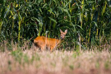 Wildlife, Rehe, Gänse, Tiere