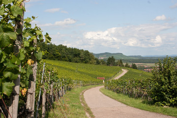 Fototapeta na wymiar Weinbaugebiet