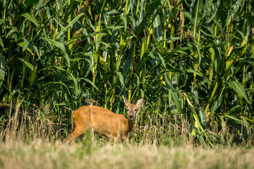 Wildlife, Rehe, Gänse, Tiere