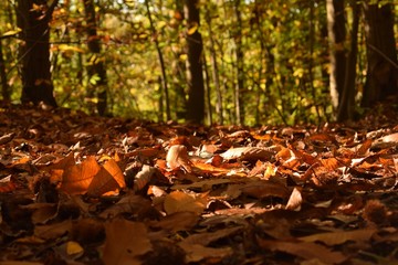Obraz premium Suelo otoñal, Forêt de Montmorency (Francia)