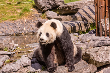 Fototapeta premium Panda