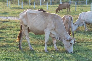 cows grazing in the green meadow