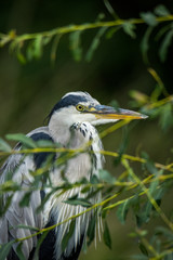 Graureiher, Grey Heron