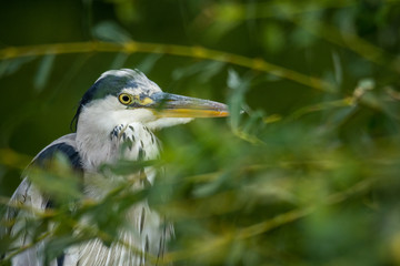 Graureiher, Grey Heron
