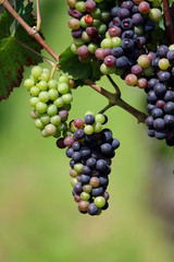 Weintrauben