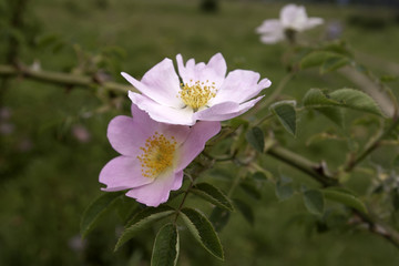 Dog-rose, wild rose flower