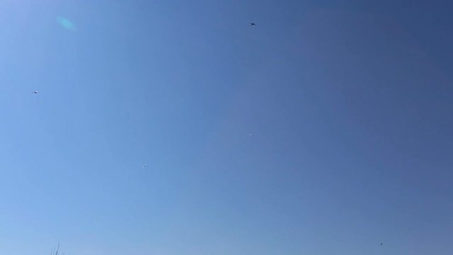 A flock of swifts flying fast against the blue sky
