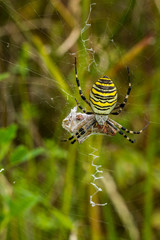 Wasp Spider, Wespenspinne