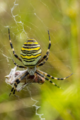 Wasp Spider, Wespenspinne