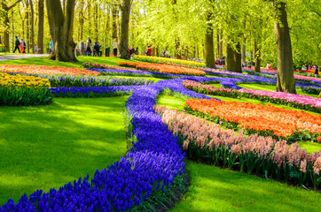 Blooming flowers in Keukenhof park in Netherlands, Europe.