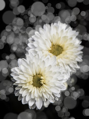 Flowers in the design of natural dark tones.