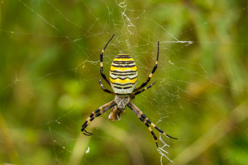 Wasp Spider, Wespenspinne