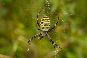 Wasp Spider, Wespenspinne