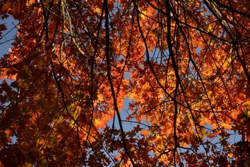 Bifurcación de follaje rojo, Forêt de Montmorency (Francia)