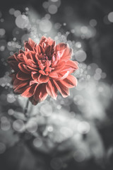 Retro flowers,Vintage Flowers background