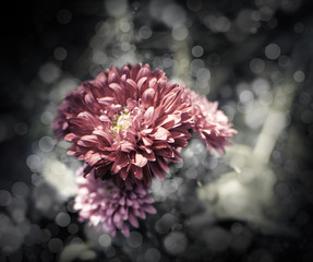 Flowers in the design of natural dark tones.