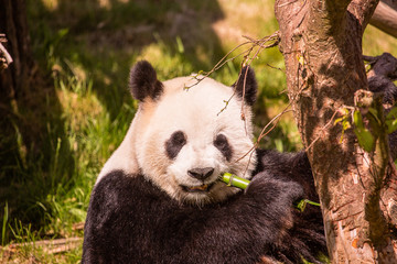 Obraz premium Panda