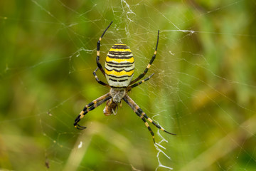 Wasp Spider, Wespenspinne
