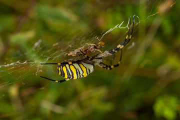 Wasp Spider, Wespenspinne