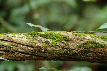 green moss stuck and growing on tree in forest, Thailand