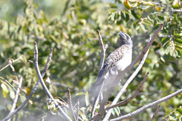 African Grey Hornbill