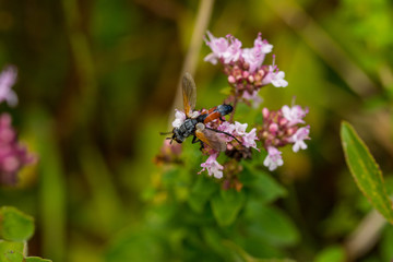 Insect, Insekt, Fliege