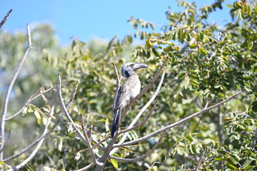 African Grey Hornbill
