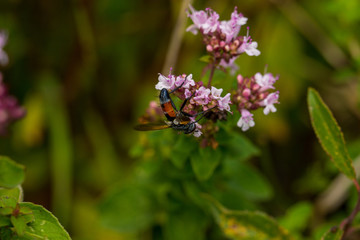 Insect, Insekt, Fliege