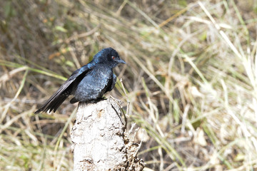 Fork Tailed Drongo