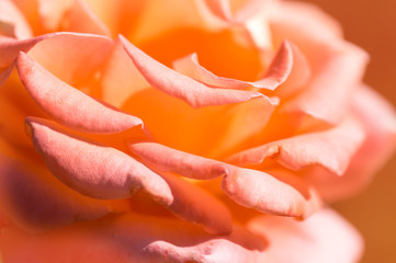 Fototapeta na wymiar Pink rose petals close up. Beautiful macro rose.