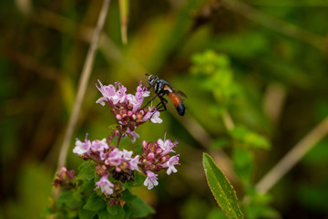 Insect, Insekt, Fliege