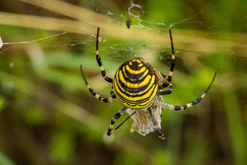 Wasp Spider, Wespenspinne