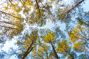 Beautiful treetop in Thung Sa Lang Luang, between Phitsanulok and Petchabun, Thailand on sunny day. Blue sky and treetop pattern background.