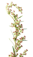 Flowers of mugwort or common wormwood (Artemisia vulgaris) isolated on white background. Medicinal plant