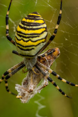 Wasp Spider, Wespenspinne