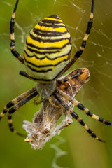 Wasp Spider, Wespenspinne