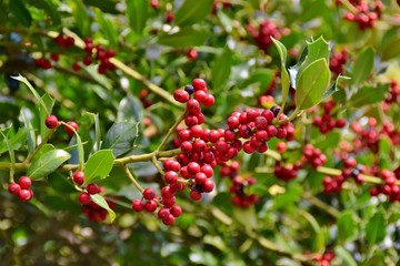 Frutti rossi di Agrifoglio