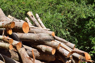 Catasta di tronchi di alberi