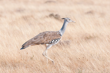 Kori Bustard, Ardeotis kori, in Northern Namibia.
